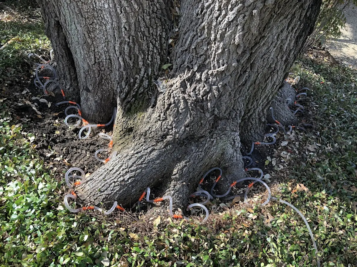 Detailed Tree Cabling and Bracing job site in Klondike